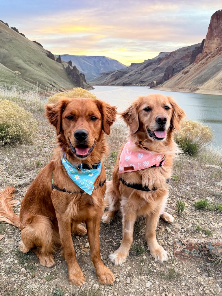Two golden retrievers overlooking Owyhee Reservoir at Leslie Gulch, Oregon